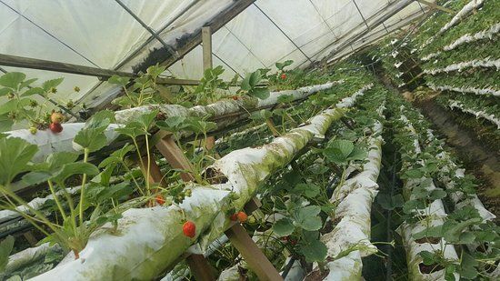 Ladang Strawberi Kok Lim